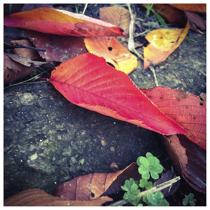 2014年11月12日 今朝ランその4