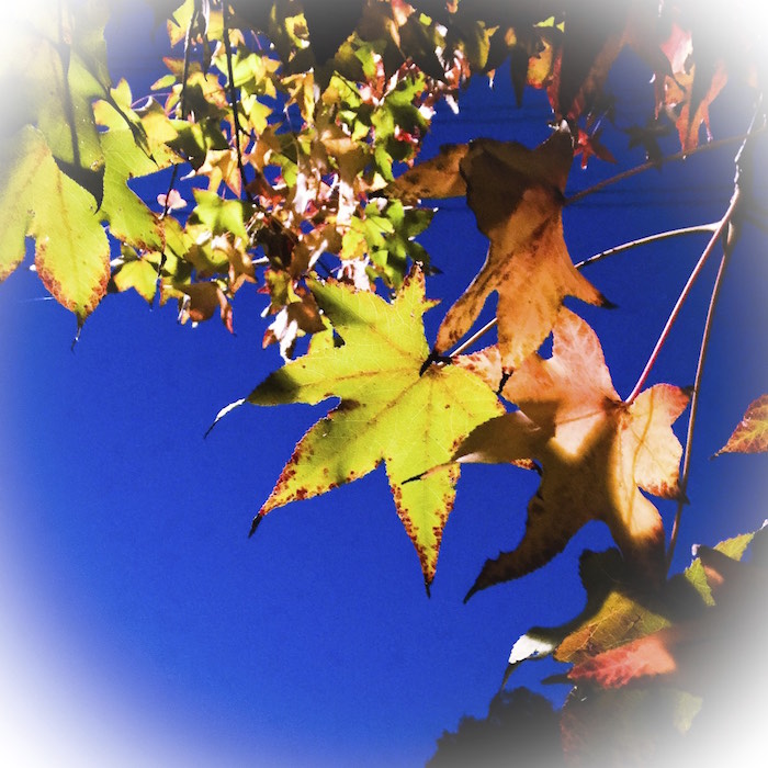 2014年11月15日 今朝ラン2