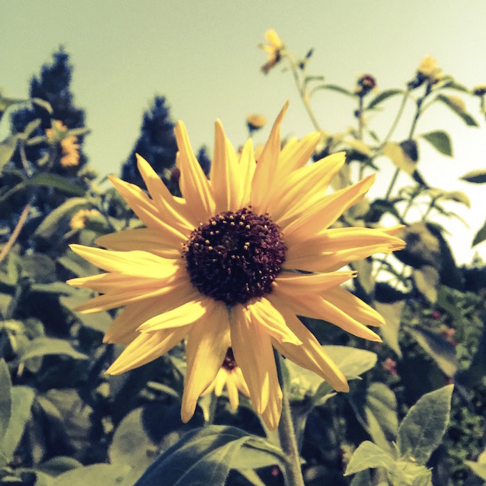 2014年11月15日 今朝ラン4