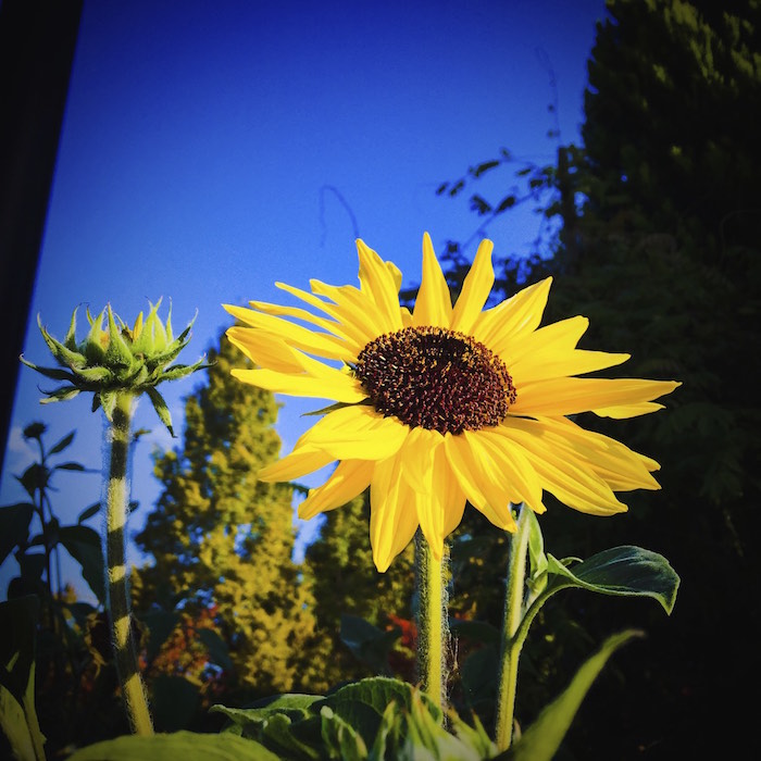 今朝の向日葵