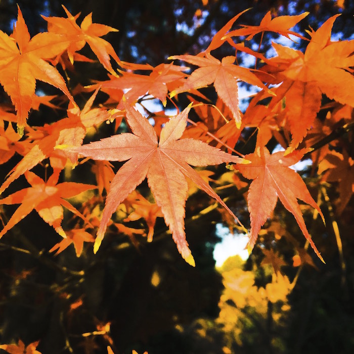 深北緑地のモミジその2
