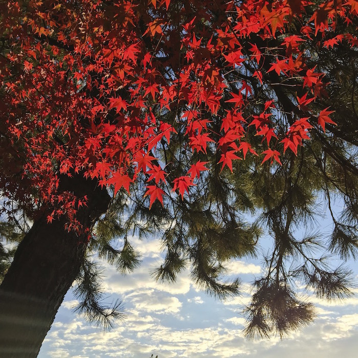 深北緑地のモミジその3