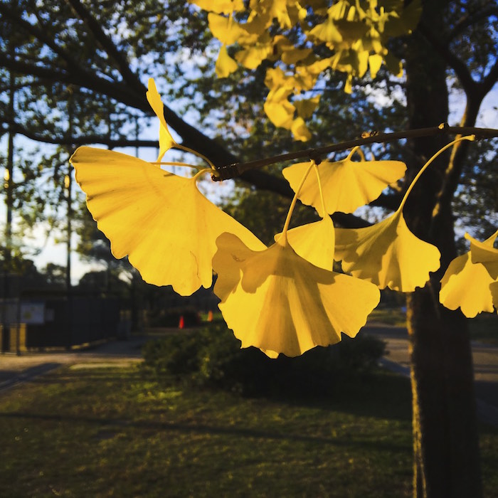 深北緑地の銀杏