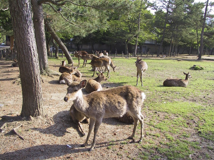 奈良公園の鹿