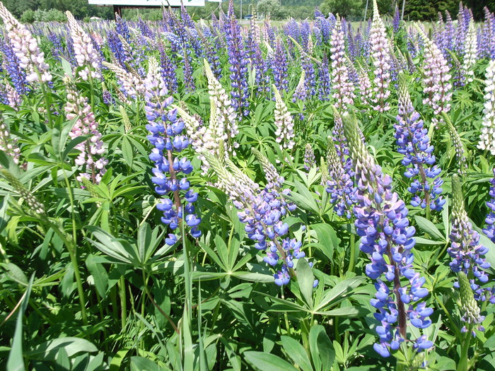 なんという花でしょう? なんという花でしょう?